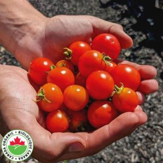 Cherry Falls Organic Tomato Thumbnail